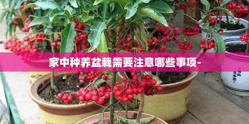 家中种养盆栽需要注意哪些事项-