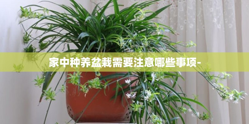 家中种养盆栽需要注意哪些事项-