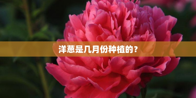 洋葱是几月份种植的？