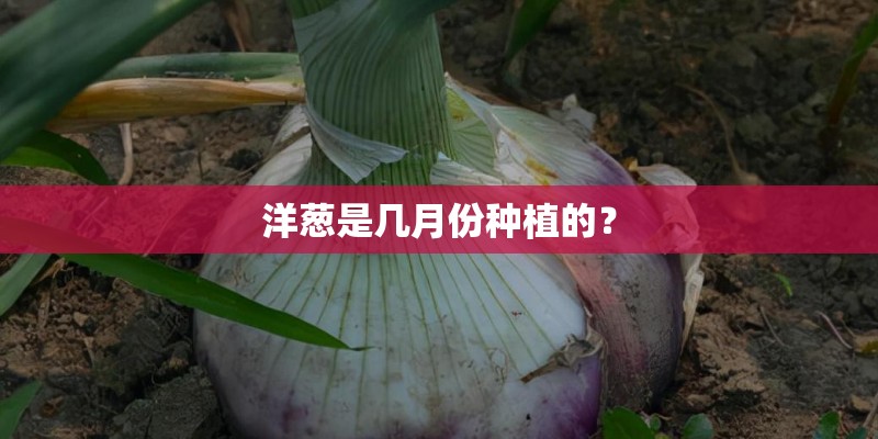 洋葱是几月份种植的？