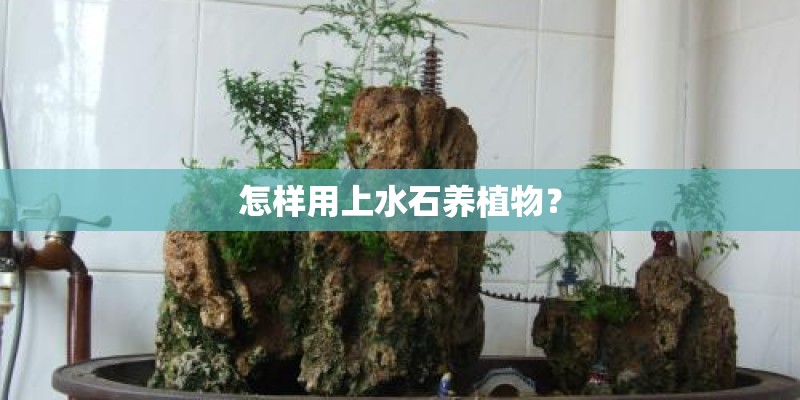 怎样用上水石养植物？