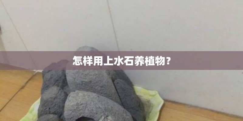 怎样用上水石养植物？