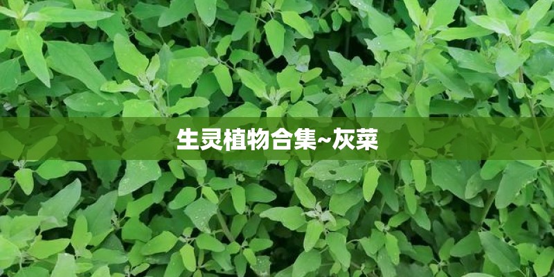 生灵植物合集~灰菜
