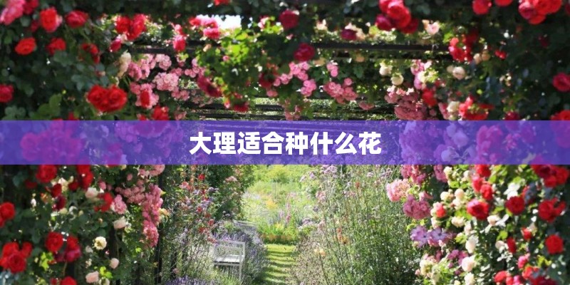 大理适合种什么花