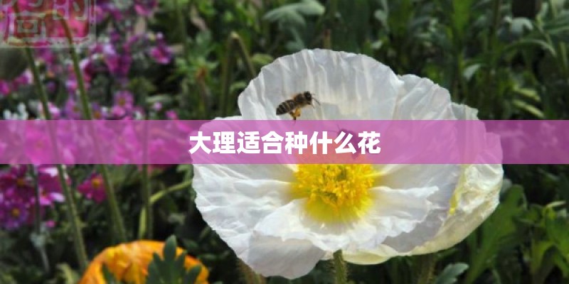 大理适合种什么花