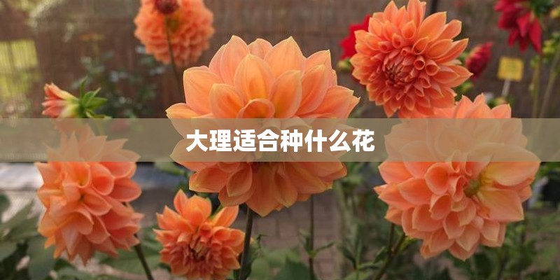 大理适合种什么花