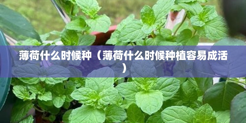 薄荷什么时候种（薄荷什么时候种植容易成活）