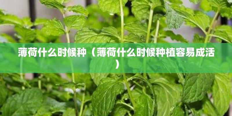 薄荷什么时候种（薄荷什么时候种植容易成活）
