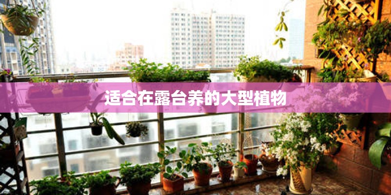 适合在露台养的大型植物