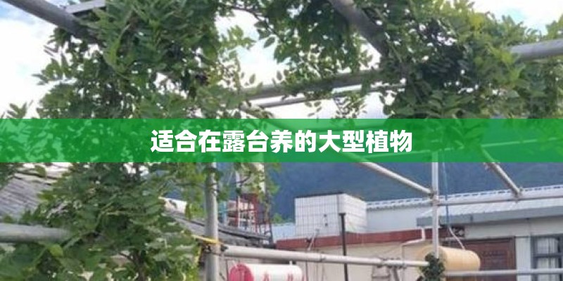 适合在露台养的大型植物