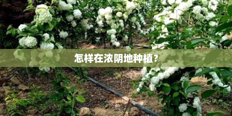 怎样在浓阴地种植？