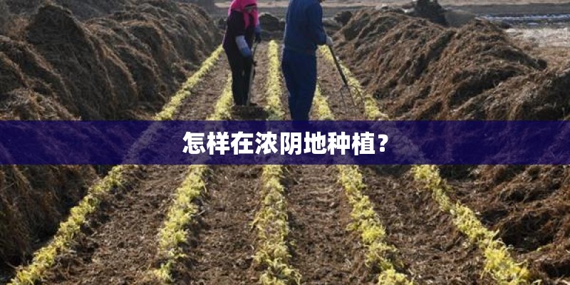怎样在浓阴地种植？