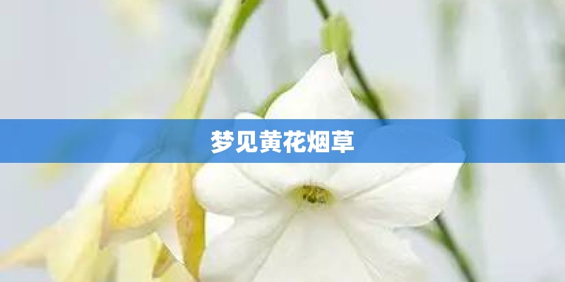 梦见黄花烟草