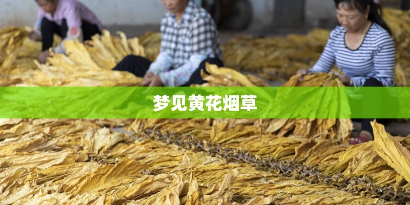 梦见黄花烟草