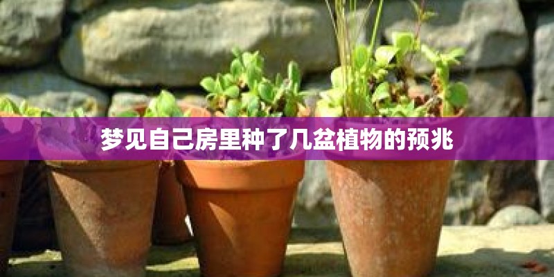 梦见自己房里种了几盆植物的预兆