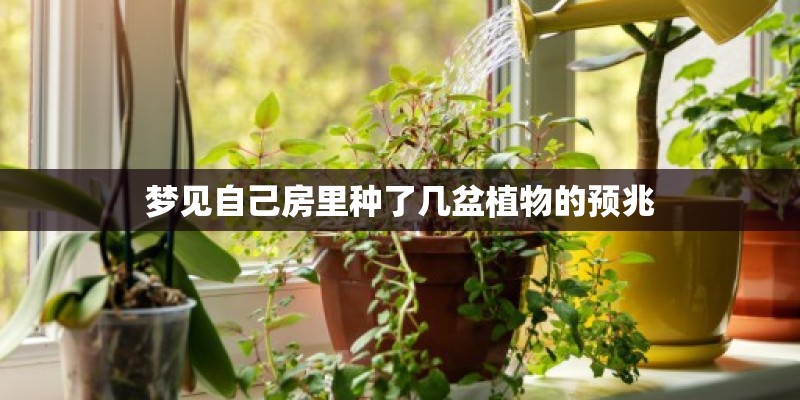 梦见自己房里种了几盆植物的预兆