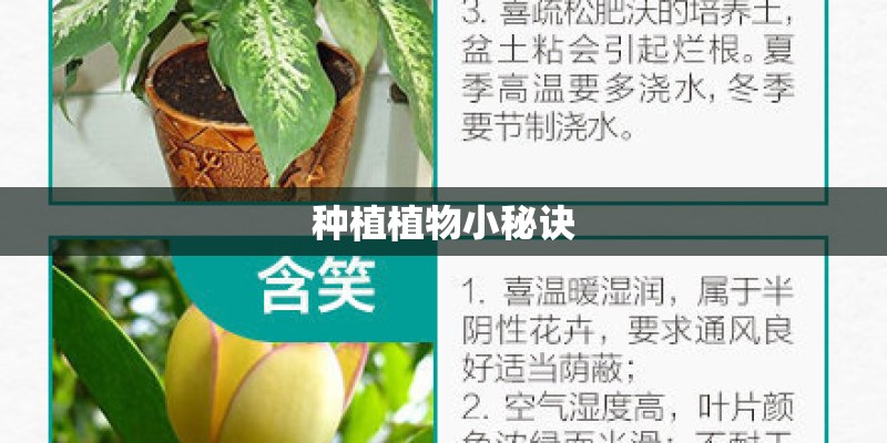 种植植物小秘诀