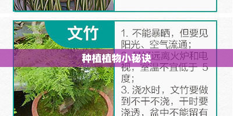 种植植物小秘诀