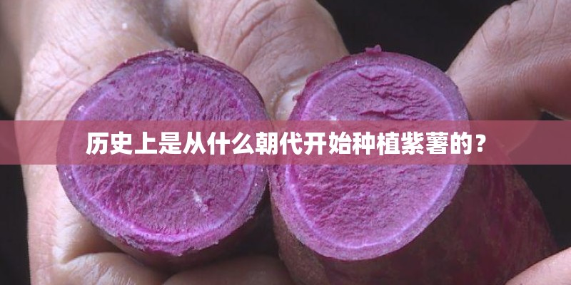 历史上是从什么朝代开始种植紫薯的？