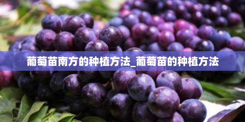 葡萄苗南方的种植方法_葡萄苗的种植方法 葡萄苗南方的种植方法_葡萄苗的种植方法