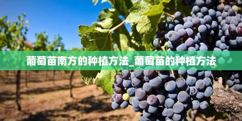 葡萄苗南方的种植方法_葡萄苗的种植方法 葡萄苗南方的种植方法_葡萄苗的种植方法