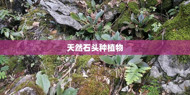 天然石头种植物