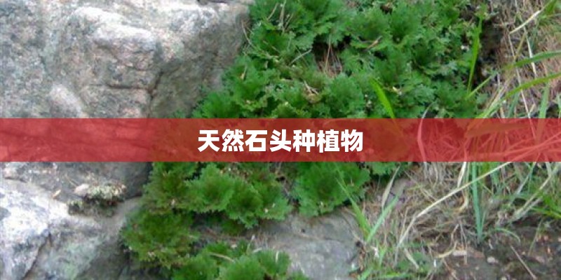 天然石头种植物