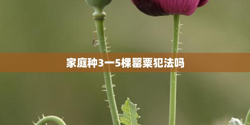 家庭种3一5棵罂粟犯法吗 家庭种3一5棵罂粟犯法吗