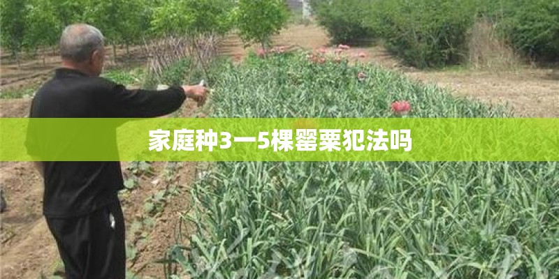 家庭种3一5棵罂粟犯法吗 家庭种3一5棵罂粟犯法吗