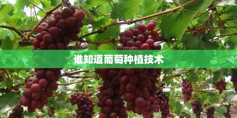 谁知道葡萄种植技术
