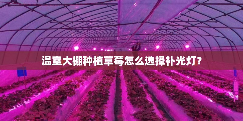 温室大棚种植草莓怎么选择补光灯？