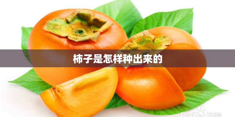 柿子是怎样种出来的
