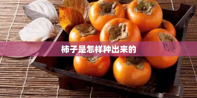 柿子是怎样种出来的