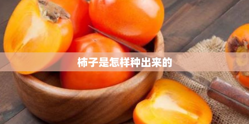 柿子是怎样种出来的