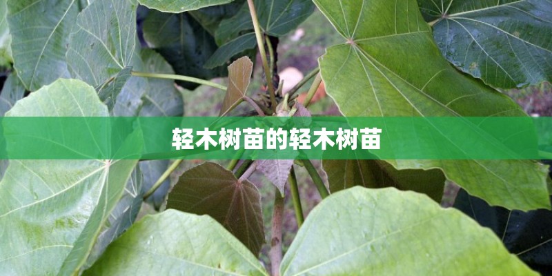 轻木树苗的轻木树苗
