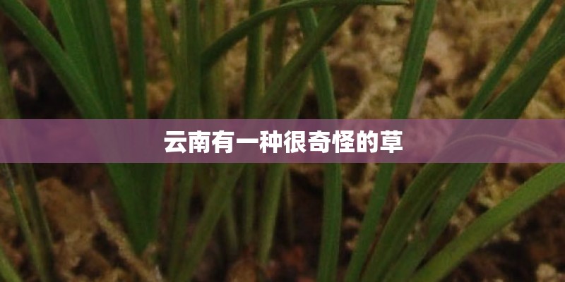 云南有一种很奇怪的草