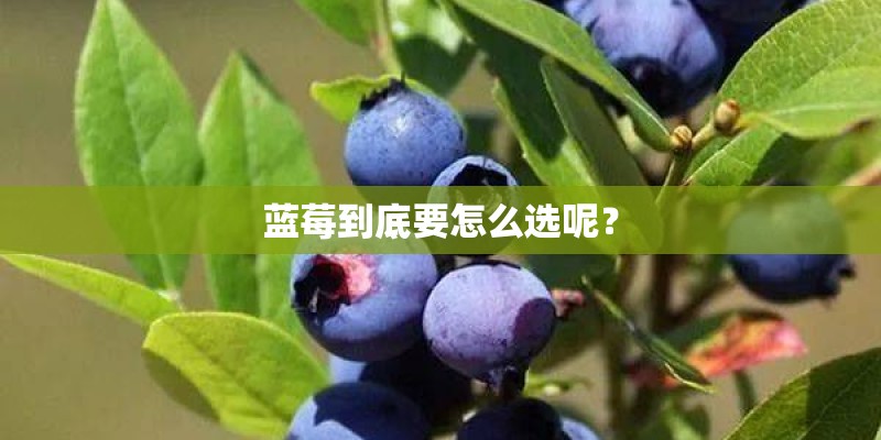 蓝莓到底要怎么选呢？
