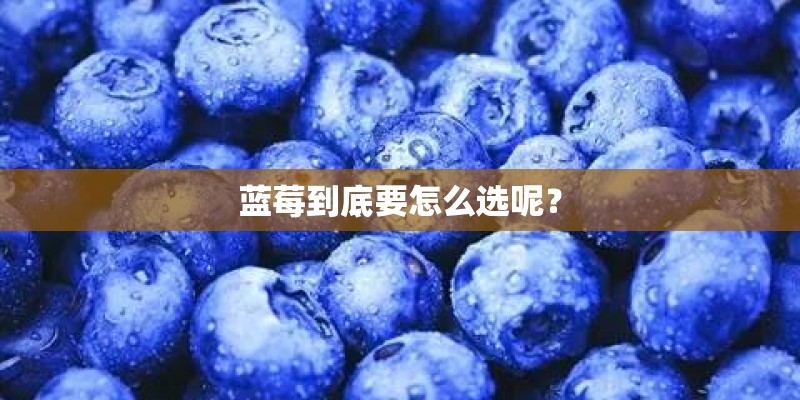 蓝莓到底要怎么选呢？