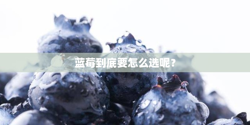 蓝莓到底要怎么选呢？