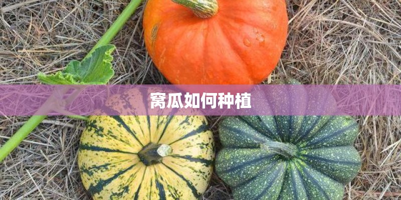窝瓜如何种植 窝瓜如何种植
