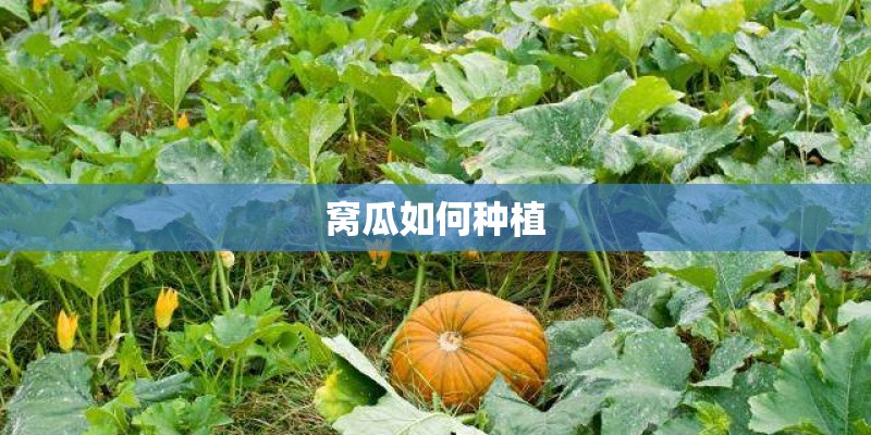 窝瓜如何种植 窝瓜如何种植