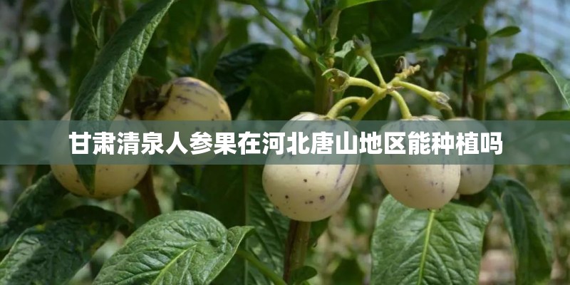 甘肃清泉人参果在河北唐山地区能种植吗