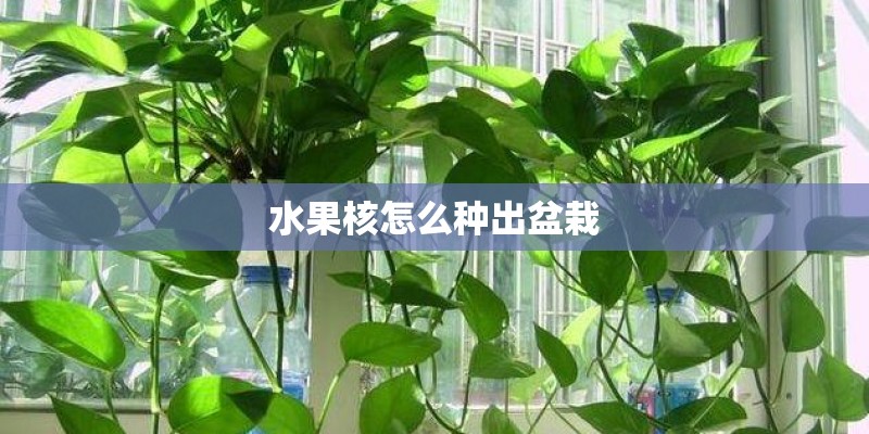 水果核怎么种出盆栽