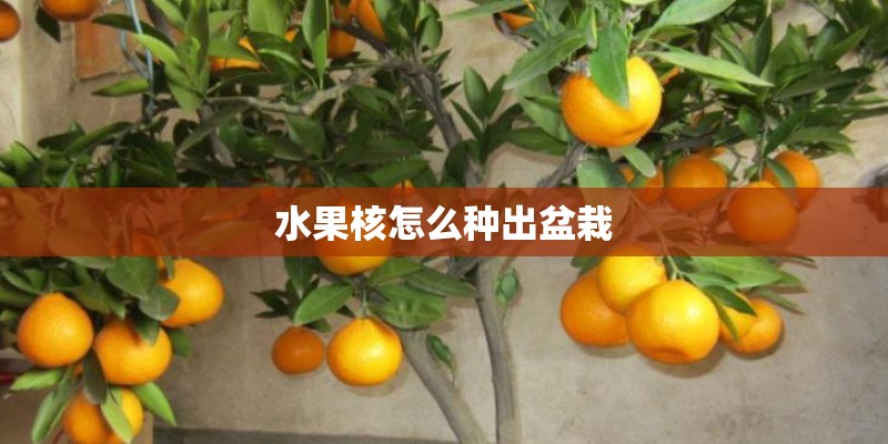 水果核怎么种出盆栽