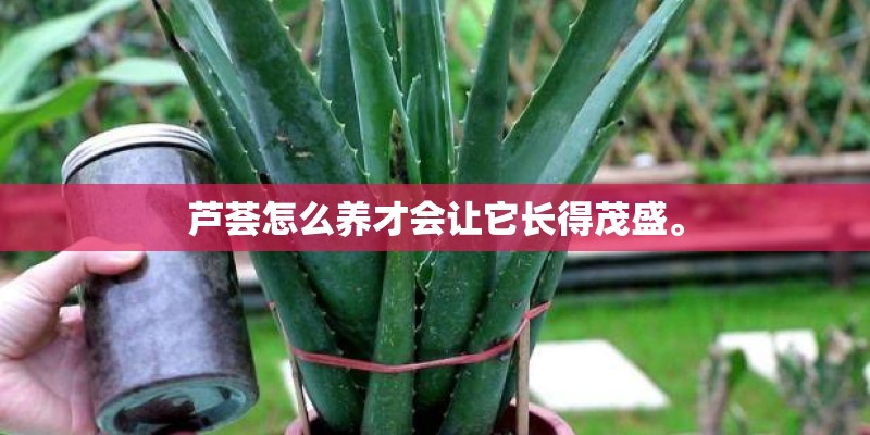 芦荟怎么养才会让它长得茂盛。