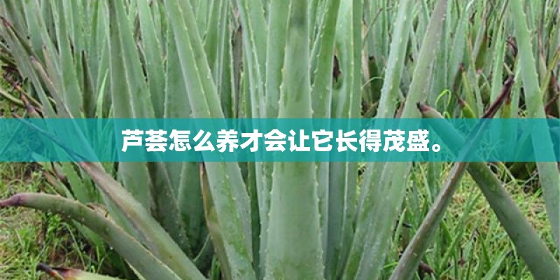 芦荟怎么养才会让它长得茂盛。