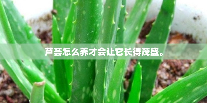 芦荟怎么养才会让它长得茂盛。