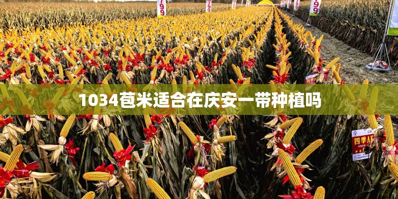 1034苞米适合在庆安一带种植吗