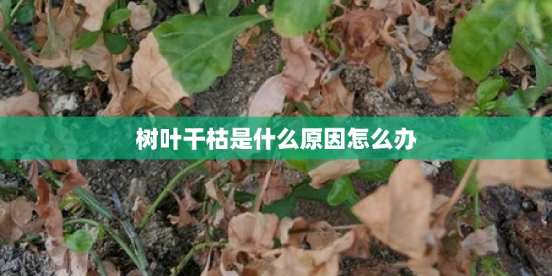 树叶干枯是什么原因怎么办