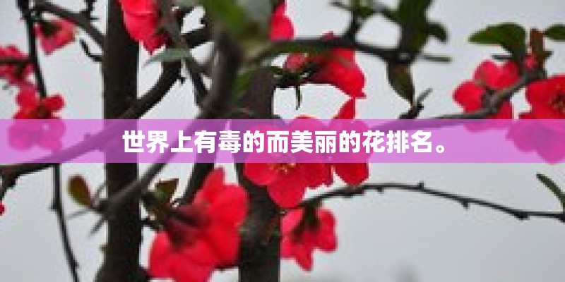 世界上有毒的而美丽的花排名。
